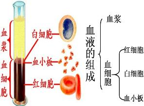 如图为血液的组成图,请据图回答