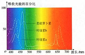 进行光合作用来制造有机物,而叶绿体叶绿体利用光能,先由色素吸收光能