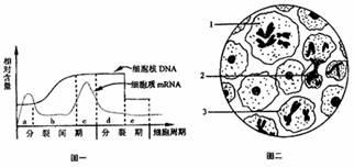 圖二是用顯微鏡所觀察到的卵巢切片圖像