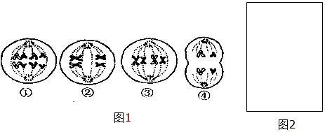 (3)處於④圖分裂時期