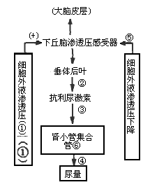 水盐平衡调节 示意图图片