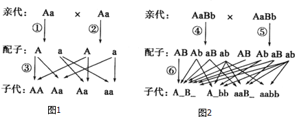 如图1,2分别是具有一对和两对等位基因的个体杂交的遗传图解.