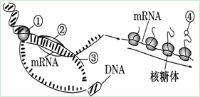 圖表示原核細胞中遺傳信息傳遞的部分過程.請據圖回答