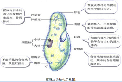 由如下草履虫的结构示意图可知