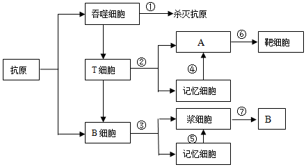 也会攻击人体心脏瓣膜细胞,导致风湿病,这属于免疫失调中