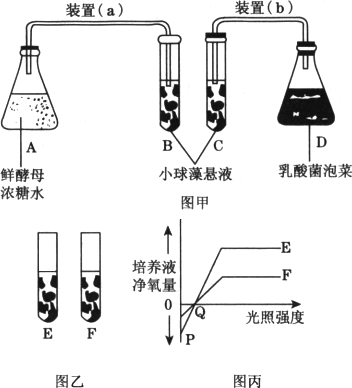 卡尔文小球藻图片