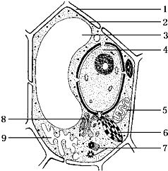 如圖為某高等植物細胞亞顯微結構示意圖.