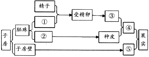 果实形成的思维导图图片