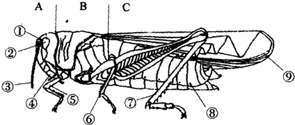 观察蝗虫的外部形态结构回答下列问题1从外形看蝗虫的身体分为abc三
