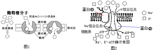 k -atp酶的結構示意圖,據圖分析,下列敘述正確的是( )