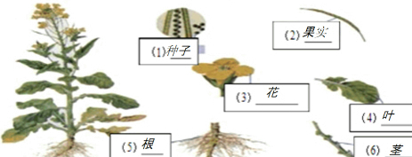 油菜属于被子植物,即绿色开花植物;由根,茎,叶,花,果实和种子六大器官