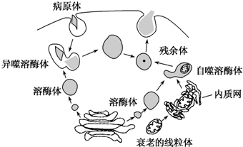 溶酶体平面图图片