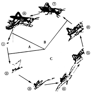 蝗虫发育过程结构图图片