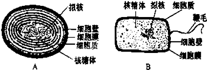 如圖為藍藻和細菌的結構模式圖,據圖回答