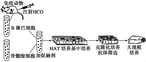 如圖是抗hcg單克隆抗體製備流程示意圖,請分析回答問題.