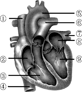 【如图是心脏结构示意图,请据图作答:(1)体循环的起点是