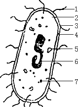 细菌结构图简单图片