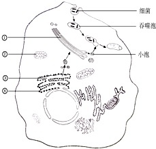 如图表示白细胞吞噬并消灭细菌的过程示意图,请分析回答下列问题