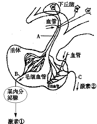 如圖為下丘腦與垂體調節內分泌活動的示意圖,請據圖分析回答