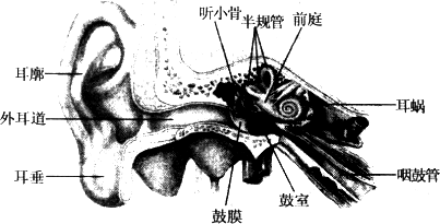 如圖所示,指出構成人耳的主要器官?