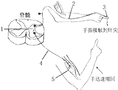 缩手反射的效应器图片