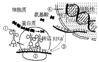 图中是dna指导蛋白质合成过程示意图,请据图回答下列问题
