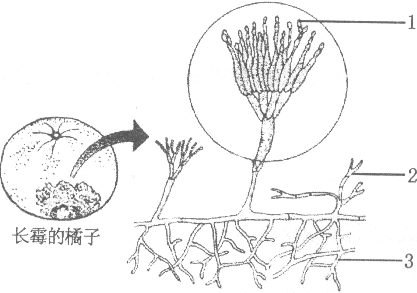 青霉素结构图片