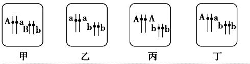 上的位置,這兩對基因分別控制兩對相對性狀,其中兩種基因型的豌豆雜交