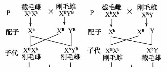 若这对等位基因存在于x