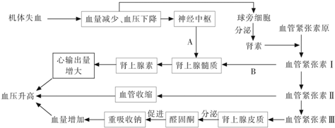 血压调节图解图片