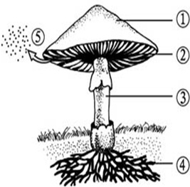 蘑菇生长过程 示意图图片