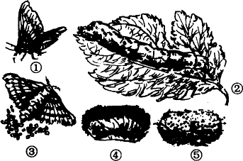 家蚕的生殖和发育图片