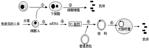 (1)在獲取抗體之前,需要向健康人體注射特定抗原(如乙肝疫苗),圖中