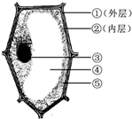 下圖是西瓜的一個果肉細胞結構示意圖.