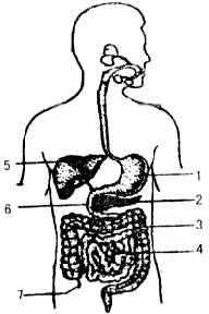 下圖是人體消化系統部分結構圖,請據圖回答