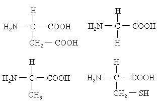 三个氨基酸脱水缩合图图片