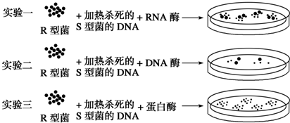 艾弗里转化实验图片