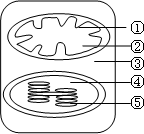 黑暗处,叶绿体能进行呼吸作用b光补偿点下,⑤中色素吸收的光能等于①