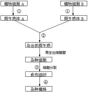 植物体细胞杂交意义图片