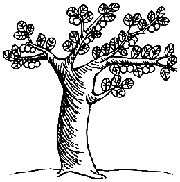 核桃树怎么画简笔画图片