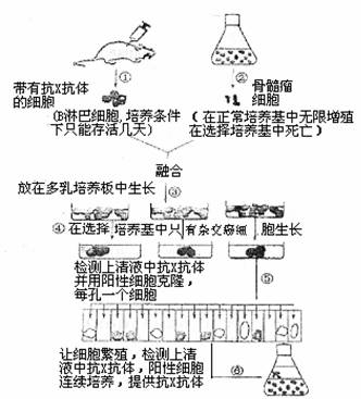 (2)在單克隆抗體製備過程中之所以選用b淋巴細胞和