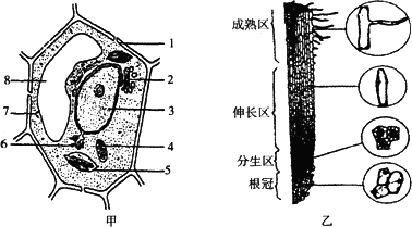 圖甲是植物細胞亞顯微結構模式圖,圖乙是小麥根尖結構模式圖,據圖回答