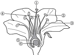 桃花雌蕊的结构示意图图片