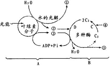 光合作用示意图初中图片