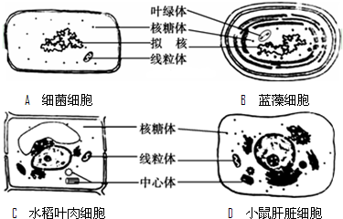 下列细胞亚显微结构示意图,正确的是( )