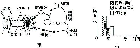 【如圖甲表示細胞的生物膜系統的部分組成在結構與功能上的聯繫.