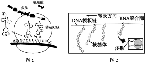 dna转录示意图图片