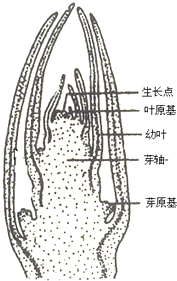 柚子解剖图图片