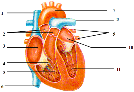 心脏壁的结构图图片