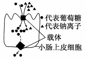 下圖表示小腸上皮細胞吸收葡萄糖的過程和將葡萄糖運出細胞的過程.